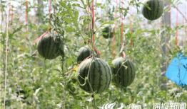 康县网红吃瓜视频爆料曝光,一场网络爆料的背后真相