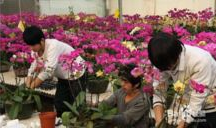 蝴蝶兰电视剧,爱在花海绽放